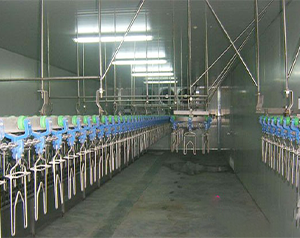 屠宰場(chǎng)生產(chǎn)冷庫(kù)預(yù)冷間溫度要求是多少？